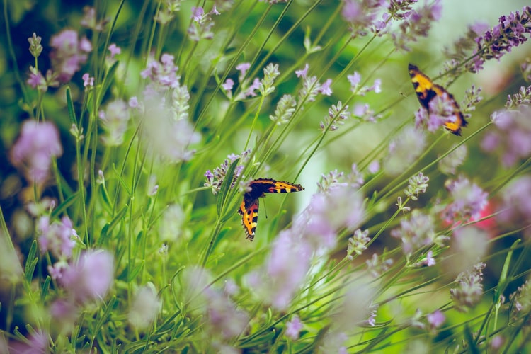 sommerfugle og blomster