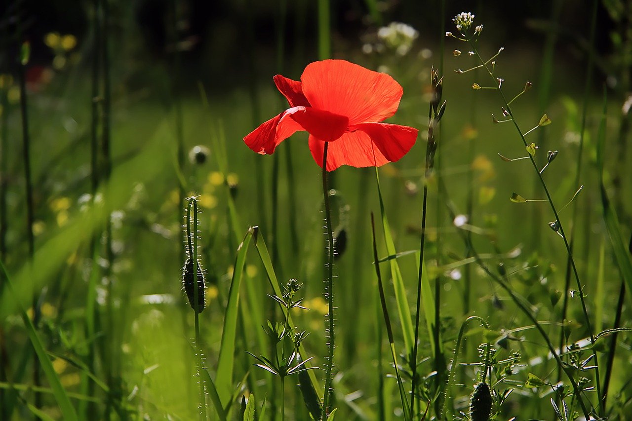 rød blomst